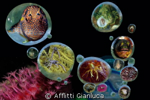 bubbles by Afflitti Gianluca 